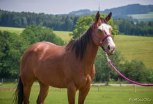 Honey Hope